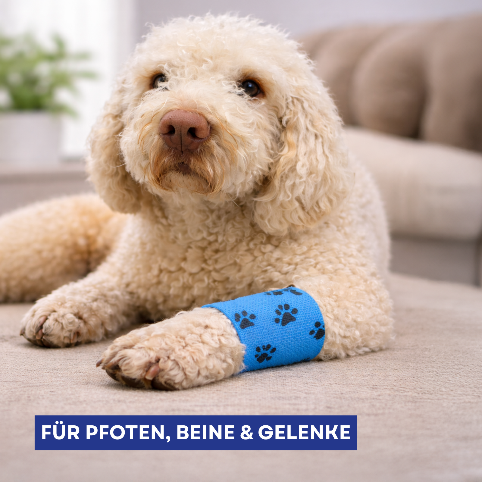 Pets Aid Only Selbsthaftende Bandagen für Tiere 6 Stück